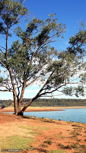 Tree At Harvey Dam, WA. 